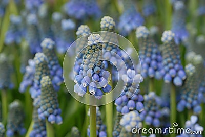 Grape hyacinth muscari Stock Photo