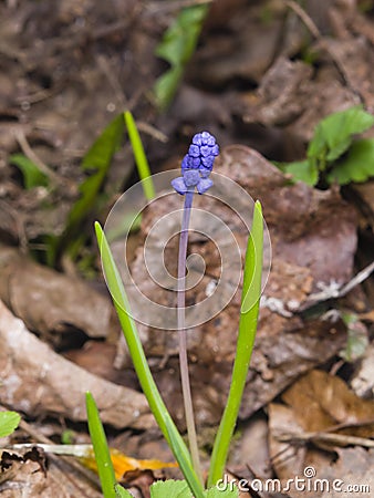 Grape hyacinth, Muscari armeniacum, spring flower with bokeh background close-up, shallow DOF, selective focus Stock Photo