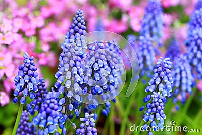 Grape hyacinth Stock Photo