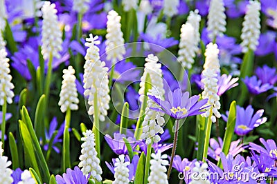 Grape hyacinth - muscari flowers closeup Stock Photo