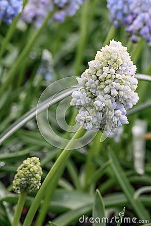 Grape hyacinth Muscari Nature’s Beauty, budding light blue flowers Stock Photo