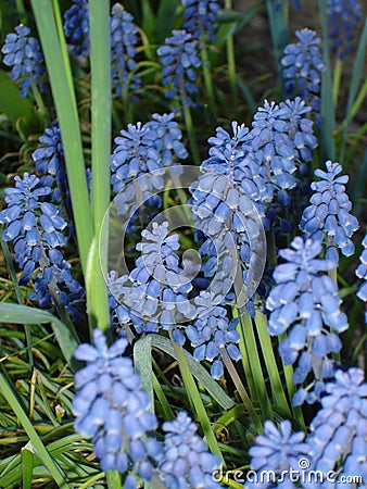 Grape Hyacinths Stock Photo