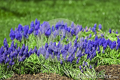 Grape Hyacinths in Spring Stock Photo