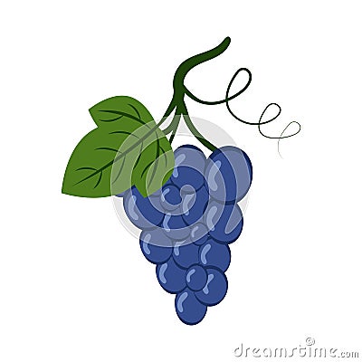 Grape isolated on white background. Vector Illustration