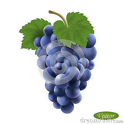 Grape isolated on a white background. Realistic bunch of grapes. Vector Illustration