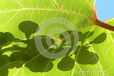 Grape leaf Stock Photo