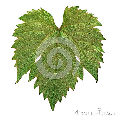 Grape leaf colseup Stock Photo