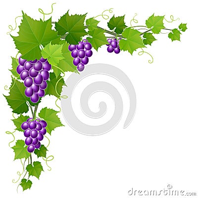 Grape with leaf corner decoration for autumn harvest Vector Illustration