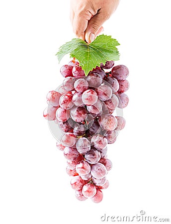 Grape with leaf in hand isolated Stock Photo