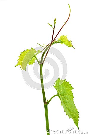 Grape leaf Stock Photo
