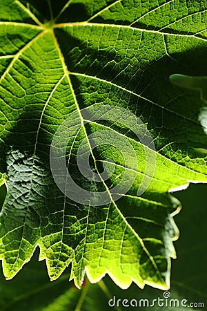 Grape leaf, macro photo Stock Photo