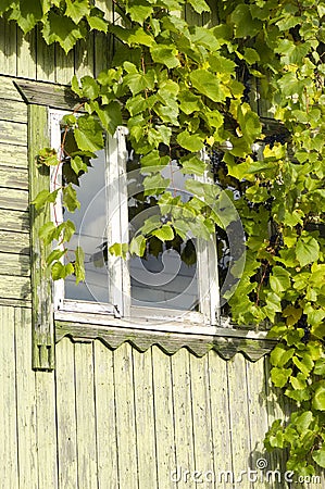 Grape leafs covering a window Stock Photo