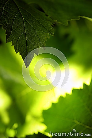 Grape leaves background Stock Photo