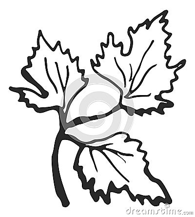 Grape leaves branch in hand drawn style. Vine sketch Vector Illustration