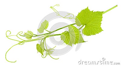 Grape leaves isolated Stock Photo