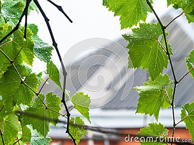 Grape leaves in rain with blurred country house Stock Photo