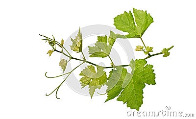 Grape leaves vine branch with tendrils isolated on white background, clipping path included Stock Photo