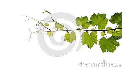 Grape leaves vine branch with tendrils isolated on white background, clipping path included. Stock Photo