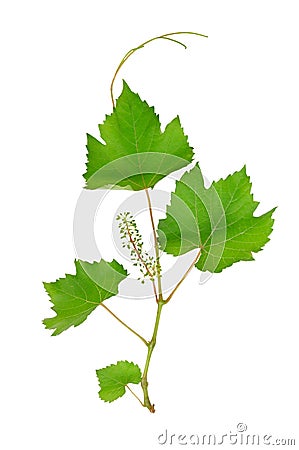 Grape leaves Stock Photo