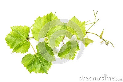 Grape leaves white background Green vine leaf Stock Photo