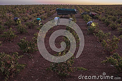 Grape pickers working crouched at harvesting season. Grapevines in line Stock Photo