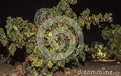 Grape pickers working at night with headlamp Stock Photo