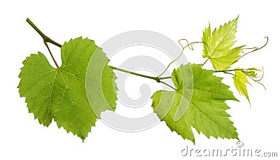 Grape plant branch with green leaves isolated on white background Stock Photo