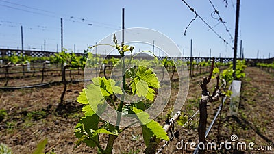 Grape plant of Marmajuelo variety with new fresh green leaves and tiny bunches of grapes in the sun Stock Photo