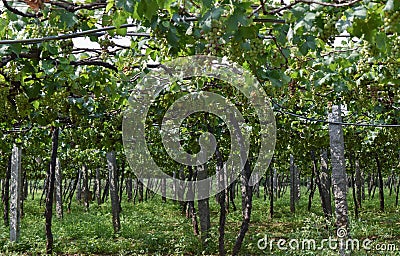 Grape plantaion in tamilnadu Stock Photo