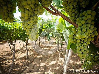 a grape plantation in pulsano, near taranto, in italy Stock Photo