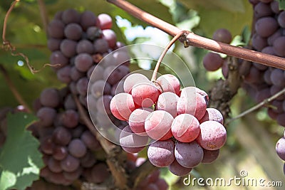 Grape plantation Stock Photo