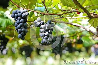 Grape Platation Stock Photo