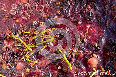 grape pomace after crushing and pressing for making wine. Red pulp grapes Stock Photo