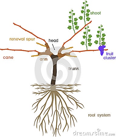 Grape pruning scheme: cane pruned. General view of grape vine plant with root system in dormant and g Vector Illustration