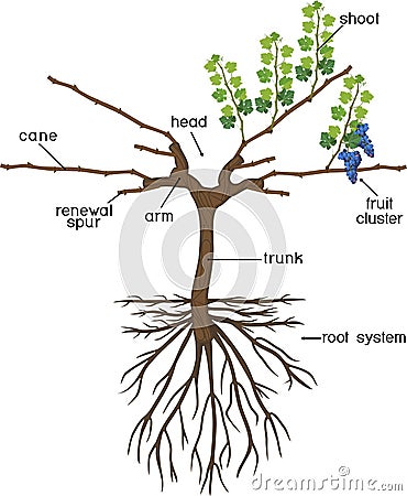 Grape pruning scheme: cane pruned. General view of grape vine plant with root system isolated on white background Vector Illustration