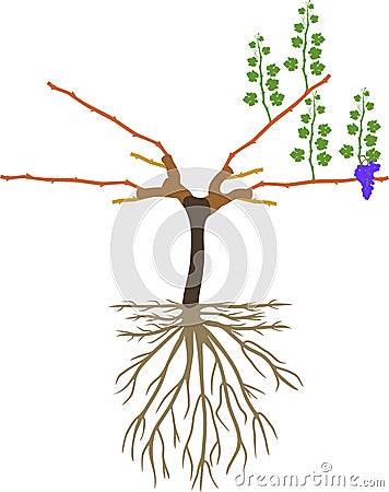 Grape pruning scheme: cane pruned. Vector Illustration