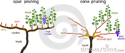 Grape pruning scheme: cane and spur pruned. General view of grape vine plant with root system Vector Illustration