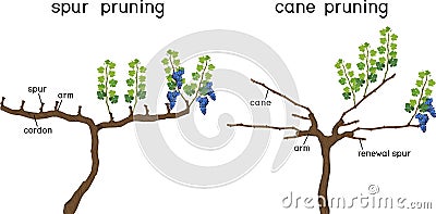 Grape pruning scheme: cane and spur pruned. General view of grape vine plant with root system Vector Illustration