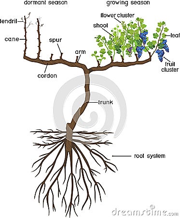 Grape pruning scheme: spur pruned. General view of grape vine plant with root system Vector Illustration