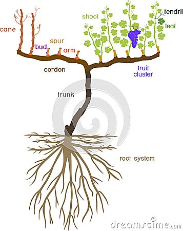 Grape pruning scheme: spur pruned. General view of grape vine plant with root system Vector Illustration
