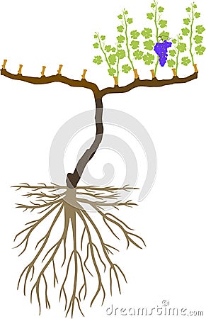 Grape pruning scheme: spur pruned. General view of grape vine plant with root system Vector Illustration
