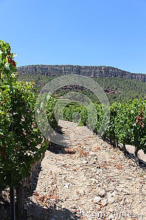 Between Grape Rows on a Hill in Priorat Spain Stock Photo