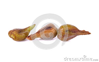 Grape seed isolated on white with depth of field Stock Photo