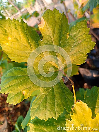 Grape seeds that will grow big and bear fruit Stock Photo