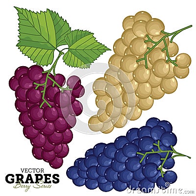 Grape Set, Vector. Vector Illustration