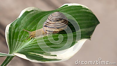 A grape snail crawls on a large green leaf, a blurry background with selective focus Stock Photo