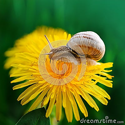 Grape snail on a dandelion flower on a green background in macro, side view. Stock Photo