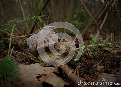 Grape snail, forest. Stock Photo