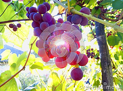 Grape and Solar Extravaganza. Beauty of nature. Stock Photo
