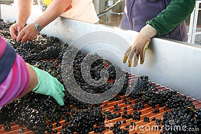 Grape Sorting Stock Photo